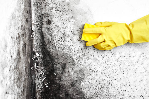 Best Mold Removal Company Near Me  in Hardwick, GA