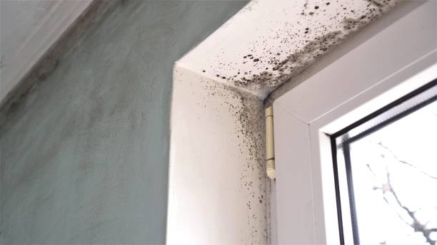 Best Mold Testing  in Hardwick, GA