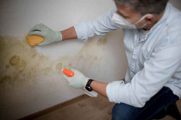 Best Toxic Mold Removal  in Hardwick, GA