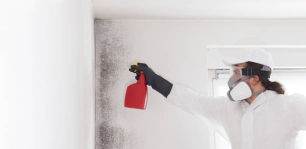 Trusted Hardwick, GA Mold Removal Experts