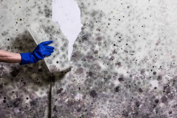 Best Crawl Space Mold Removal  in Hardwick, GA